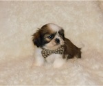 Small Photo #5 Shih Tzu Puppy For Sale in WARRENSBURG, MO, USA