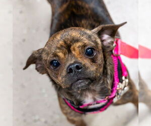 Chihuahua-Unknown Mix Dogs for adoption in Mundelein, IL, USA
