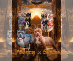 Small #1 American Bully