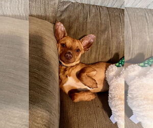 Chihuahua Dogs for adoption in Sandy, UT, USA