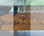 Small #3 Labrador Retriever