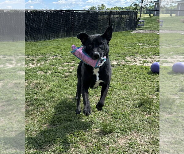 Medium Photo #4 Labrador Retriever-Unknown Mix Puppy For Sale in Evansville, IN, USA
