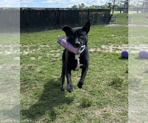 Todd - Male Labrador Retriever-Unknown Mix Dog for Adoption - Photo #4