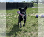 Small #3 Labrador Retriever Mix