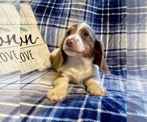 Dachshund Puppy for Sale in AIKEN, South Carolina USA