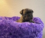 Small Photo #4 French Bulldog Puppy For Sale in MCKINNEY, TX, USA