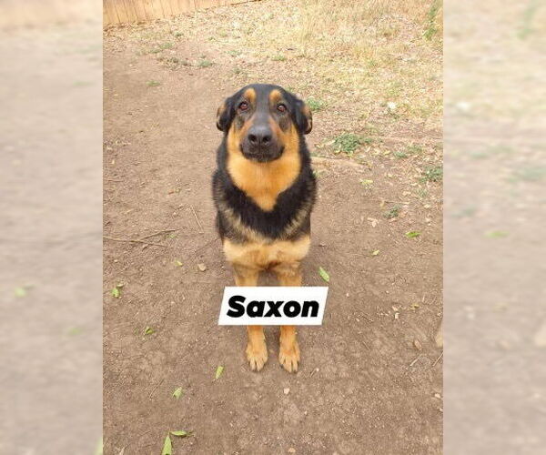 Medium Photo #1 German Shepherd Dog Puppy For Sale in San Antonio, TX, USA