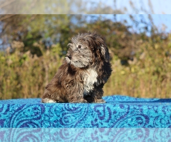 Medium Photo #36 ShihPoo Puppy For Sale in DYERSBURG, TN, USA