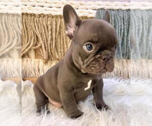 French Bulldog Puppy for sale in DANBURY, CT, USA