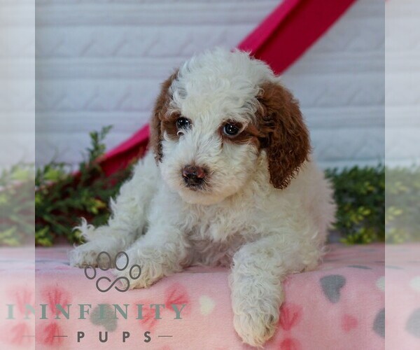 Medium Photo #1 Goldendoodle (Miniature) Puppy For Sale in LITITZ, PA, USA