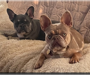 Mother of the French Bulldog puppies born on 06/23/2025