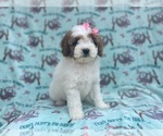 Small #1 Cavapoo