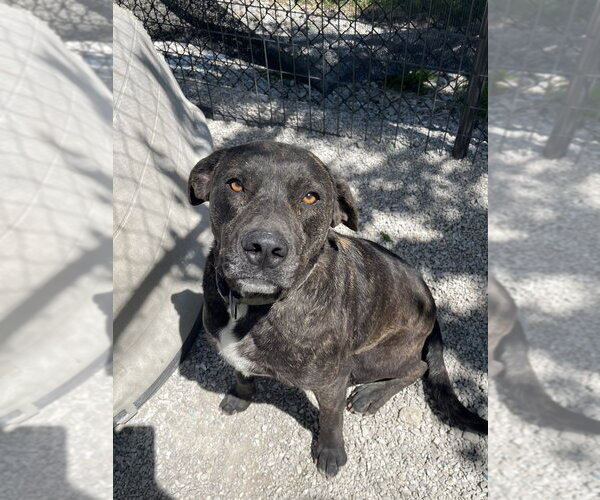 Medium Photo #3 Labrador Retriever-Unknown Mix Puppy For Sale in Bolivar, MO, USA