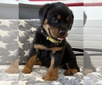 Small #3 Rottweiler