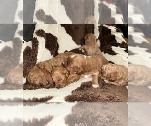 Cavapoo (Miniature) Litter for sale in MUNFORDVILLE, KY, USA