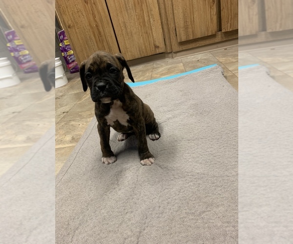 Medium Photo #1 Boxer Puppy For Sale in SHELTON, WA, USA