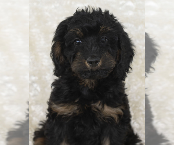 Medium Photo #5 Goldendoodle Puppy For Sale in TOPEKA, KS, USA