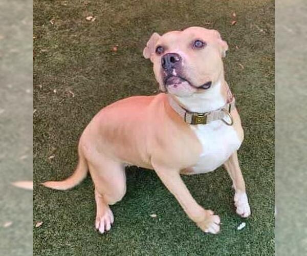 Medium Photo #4 American Pit Bull Terrier-Labrador Retriever Mix Puppy For Sale in Rockwall, TX, USA