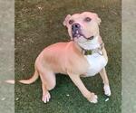 Small #3 American Pit Bull Terrier-Labrador Retriever Mix