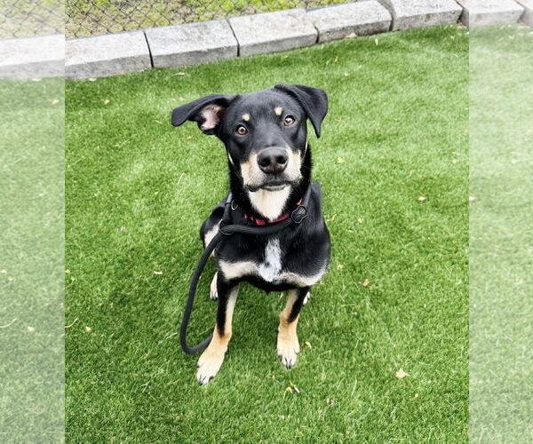 Medium Photo #2 Rottweiler-Unknown Mix Puppy For Sale in Perth Amboy, NJ, USA