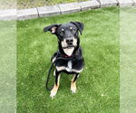 Small #1 Rottweiler Mix