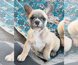 French Bulldog Puppy for Sale in CUSHING, Oklahoma USA