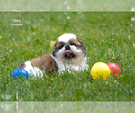 Small #8 Shih Tzu