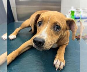 Labrador Retriever-Unknown Mix Dogs for adoption in Mobile, AL, USA