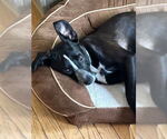 Small #1 Border Collie Mix