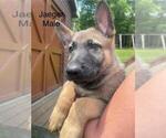Small #17 German Shepherd Dog