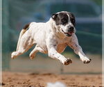 Small #2 Mutt