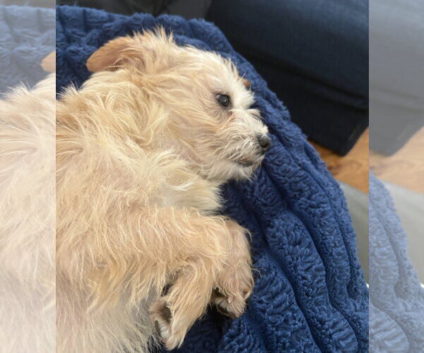 Medium Photo #7 Mutt Puppy For Sale in Sandy, UT, USA