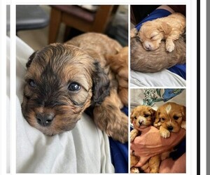 Cavapoo Puppy for sale in CORNING, NY, USA