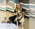 Small #10 American Pit Bull Terrier-Treeing Walker Coonhound Mix