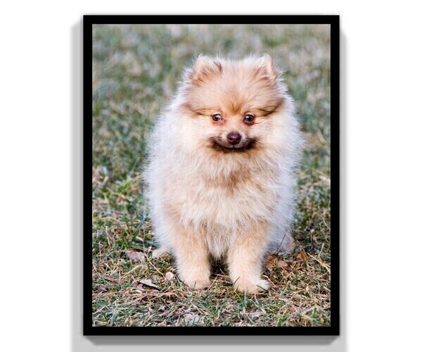 Medium Photo #12 Pomeranian Puppy For Sale in CLARE, MI, USA