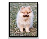 Small Photo #12 Pomeranian Puppy For Sale in CLARE, MI, USA