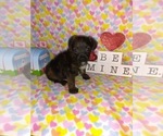 Small Photo #17 Poodle (Toy) Puppy For Sale in LAPEER, MI, USA