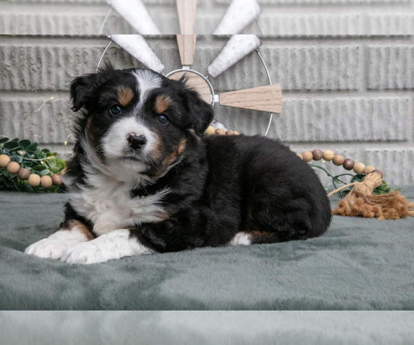 Medium Photo #2 Miniature Australian Shepherd Puppy For Sale in BALTIC, OH, USA