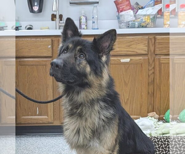 Medium Photo #3 German Shepherd Dog Puppy For Sale in Rootstown, OH, USA
