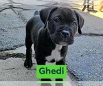 Puppy Ghedi America Bandogge Mastiff