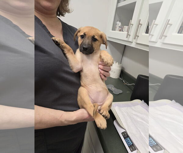 Medium Photo #18 Labsky Puppy For Sale in McDonough, GA, USA