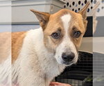 Small Anatolian Shepherd Mix