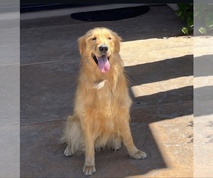 Father of the English Cream Golden Retriever puppies born on 09/20/2026