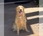 Small Photo #1 English Cream Golden Retriever Puppy For Sale in RIVERSIDE, CA, USA