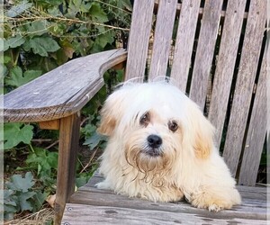 Maltipoo Puppy for Sale in ROSEVILLE, California USA