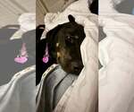 Small #5 Labrador Retriever Mix