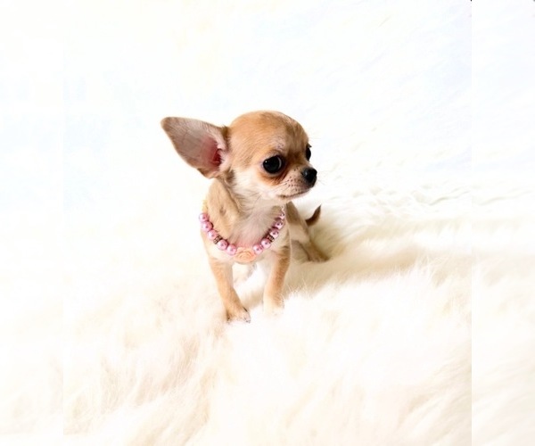 Medium Photo #6 Chihuahua Puppy For Sale in SACRAMENTO, CA, USA