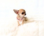 Small #5 Chihuahua