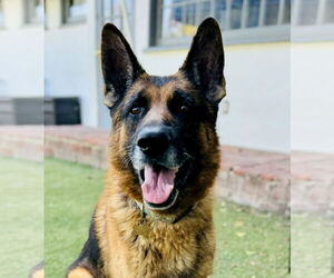 German Shepherd Dog Dogs for adoption in Beverly Hills, CA, USA