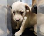 Small American Staffordshire Terrier Mix
